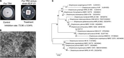 Biocontrol Potential of Endophytic Streptomyces malaysiensis 8ZJF-21 From Medicinal Plant Against Banana Fusarium Wilt Caused by Fusarium oxysporum f. sp. cubense Tropical Race 4